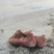 Buty damskie, sznurowane, ponadczasowe BRUDNY RÓŻ  GLAMOURSY ROSE DUST